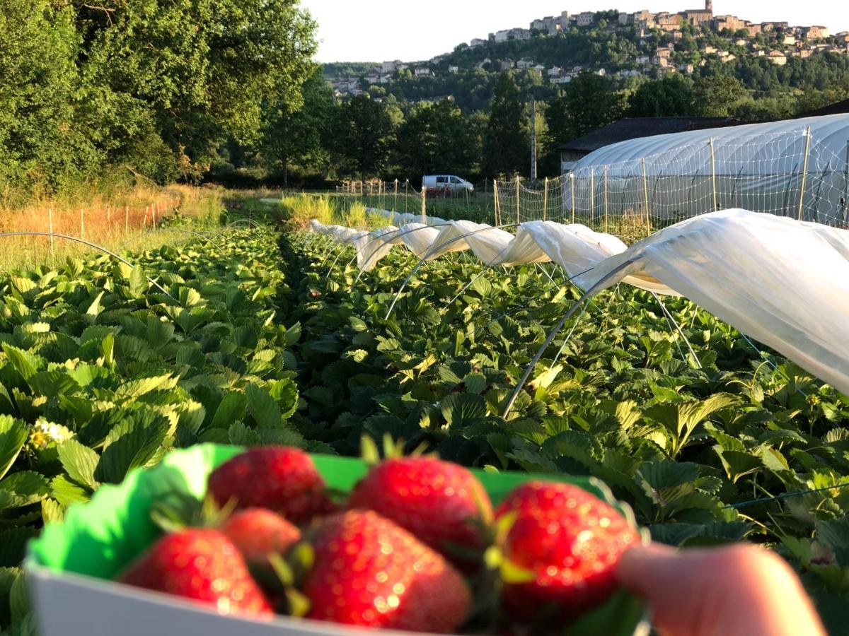 Gite A La Ferme De Verdurette Cordes Sur Ciel Kültér fotó