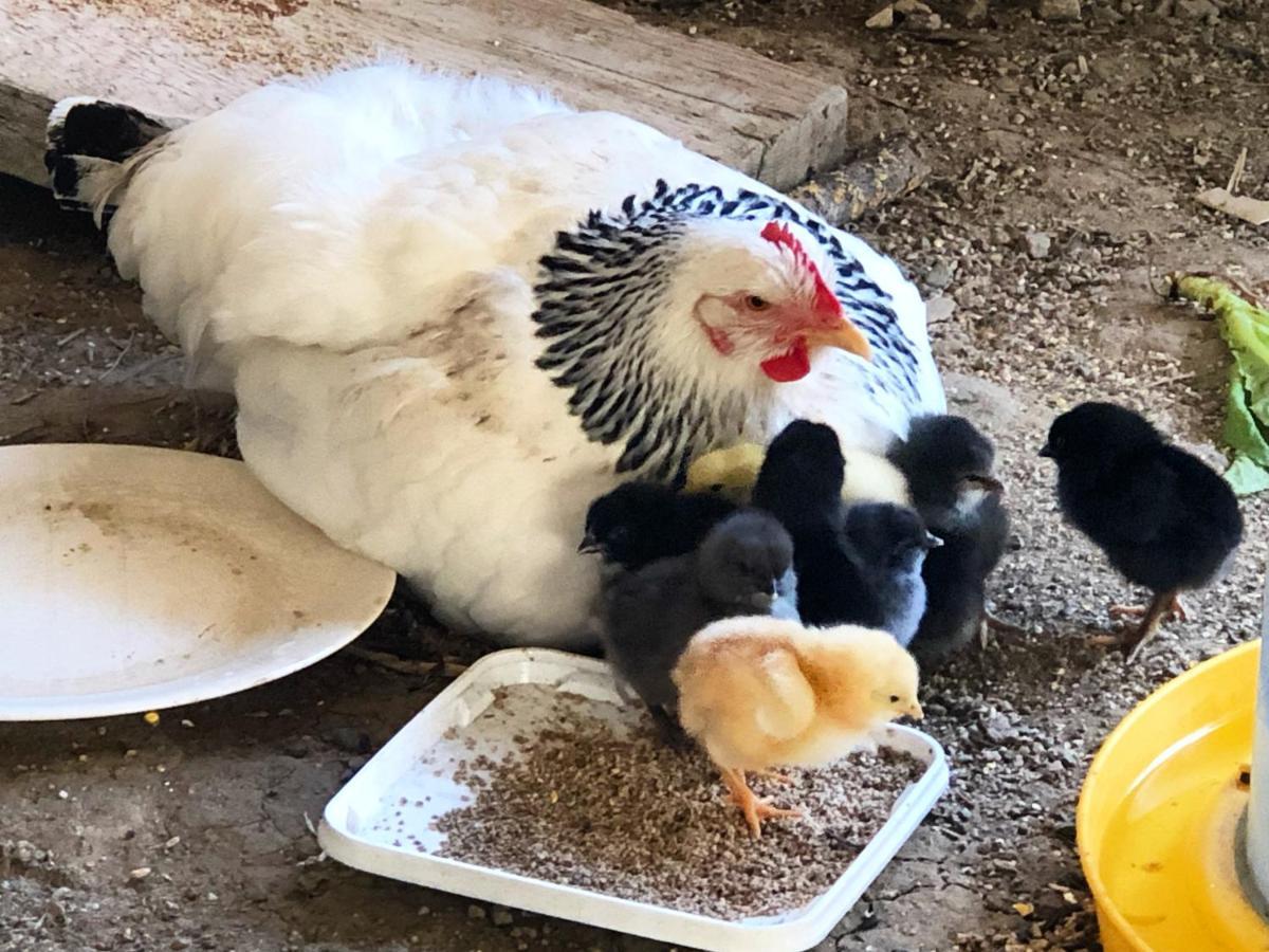 Gite A La Ferme De Verdurette Cordes Sur Ciel Kültér fotó